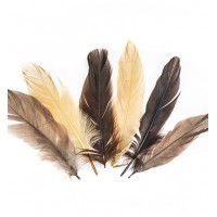 Feathers Earth