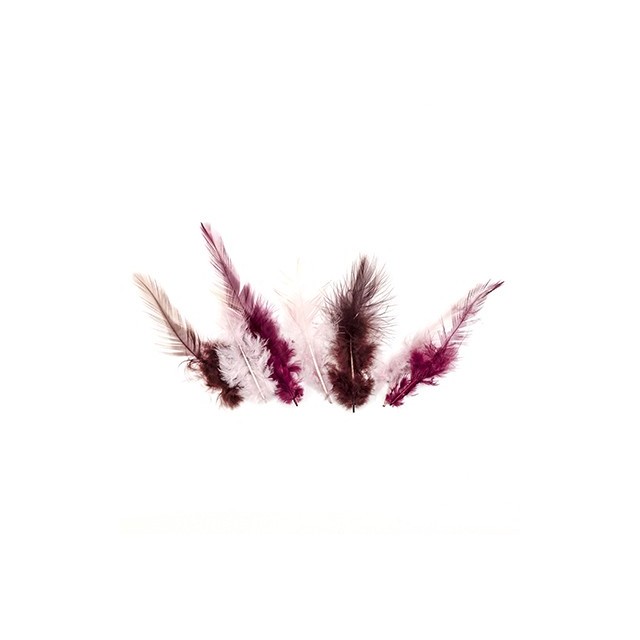 Feathers Wine