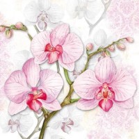 servet orchidee