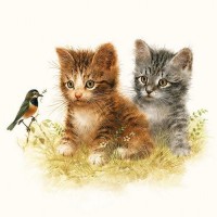 servet kittens